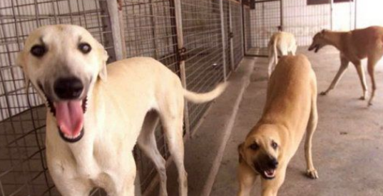 想知道灵缇犬捡东西的训练方法？快和我学吧~