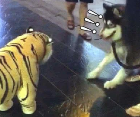 遇上“老虎”,阿拉斯加犬的反映令人笑喷:有刺青的不好惹!告别!