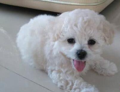 为什么比熊犬总喜欢躲在床底下？知道真相后，我想抱抱它