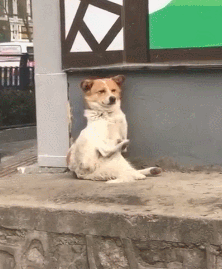 狗狗在马路边偷看美女,不断欢呼夸赞,汪:这好多个挺不错! 狗狗在马路边偷看美女,不断欢呼夸赞,汪:这好多个挺不错!