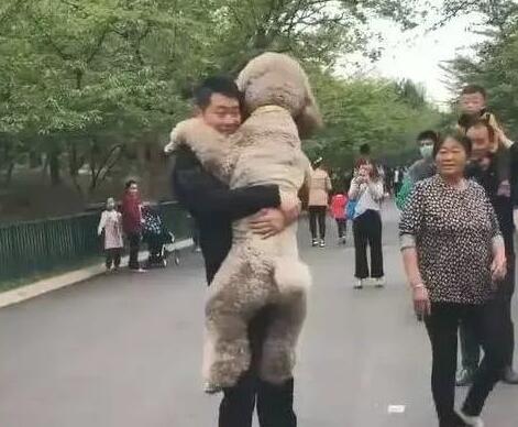 主人家带大泰迪溜达,过路人看过一脸惊讶 主人家带大泰迪溜达,过路人看过一脸惊讶
