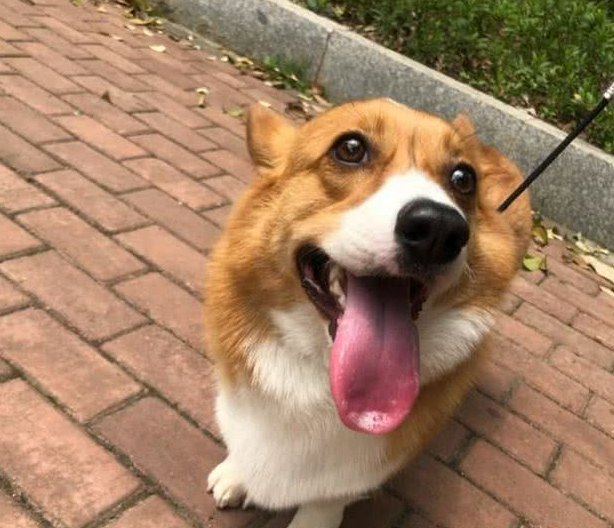 狗狗走丢了，能不能循着气味回家呢？