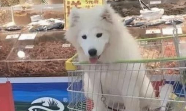 萨摩逛商场见到榴莲果非要主人买回家了，狗狗：不买我夜里就住这了！