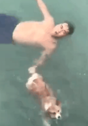 主人装作落水,柯基最终竟用这类方法救主人!为什么说我小短腿? 主人装作落水,柯基最终竟用这类方法救主人!为什么说我小短腿?