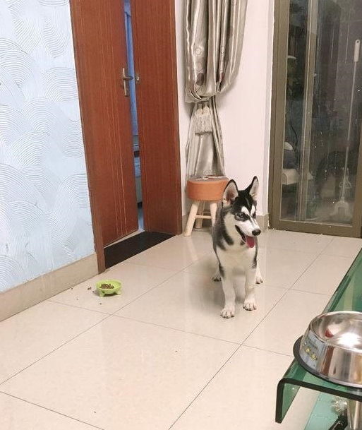深夜二哈肚子饿了,它出去寻食材,笼子里的鸟被它看上了 深夜二哈肚子饿了,它出去寻食材,笼子里的鸟被它看上了