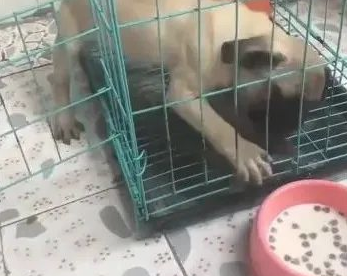 狗狗见到犬粮,想咬掉铁笼出去吃,看了后看到它好傻! 狗狗见到犬粮,想咬掉铁笼出去吃,看了后看到它好傻!