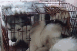 阿拉斯加强制占据柴犬笼子，結果柴犬抑郁了