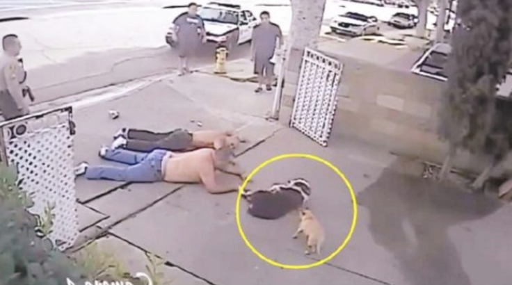 主人跟男人发觉矛盾，狗狗冲到去帮助