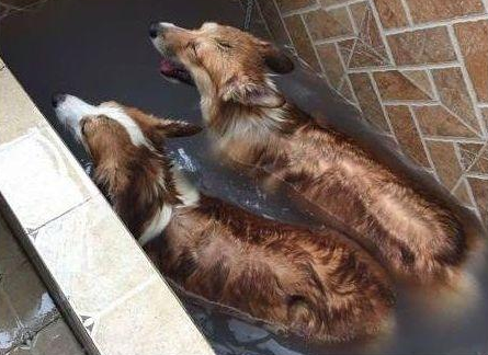 狗狗很聪明就是不肯洗澡,主人无可奈何施展苦肉计,实际效果还挺不错 狗狗很聪明就是不肯洗澡,主人无可奈何施展苦肉计,实际效果还挺不错