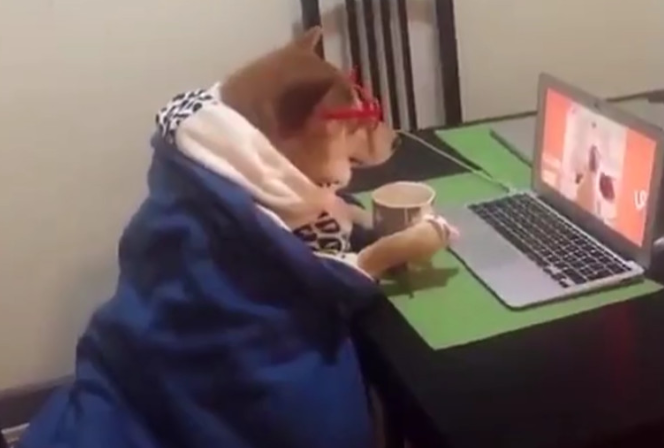 柴犬一副双眼文文静静，披上毛线衣喝着茶水，在看什么好产品那麼痴迷
