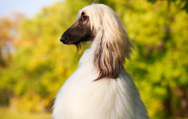 阿富汗猎犬会咬吗？不清楚的赶紧看看！
