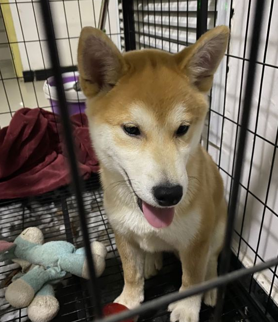 给柴犬出示好吃好喝的,它竟然用拆家的方法收益,务必惩处 给柴犬出示好吃好喝的,它竟然用拆家的方法收益,务必惩处