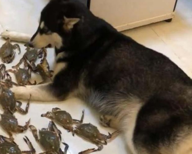 哈士奇撕家搞得一片狼藉,主人一气之下买来一盆大闸蟹,二哈秒怂 哈士奇撕家搞得一片狼藉,主人一气之下买来一盆大闸蟹,二哈秒怂