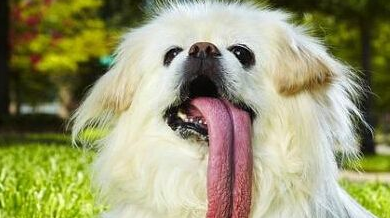 一京巴狗掉进井道 靠1个面包1瓶水顽强的撑过了一周