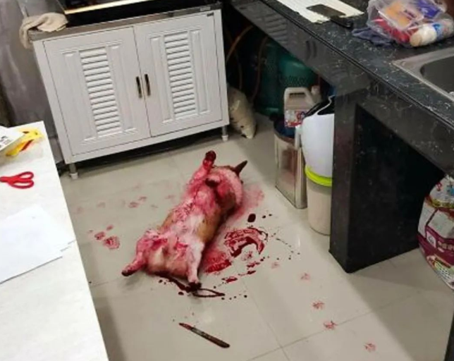 柯基满身鲜红躺在地上，主人看到吓疯：心脏病都犯了！