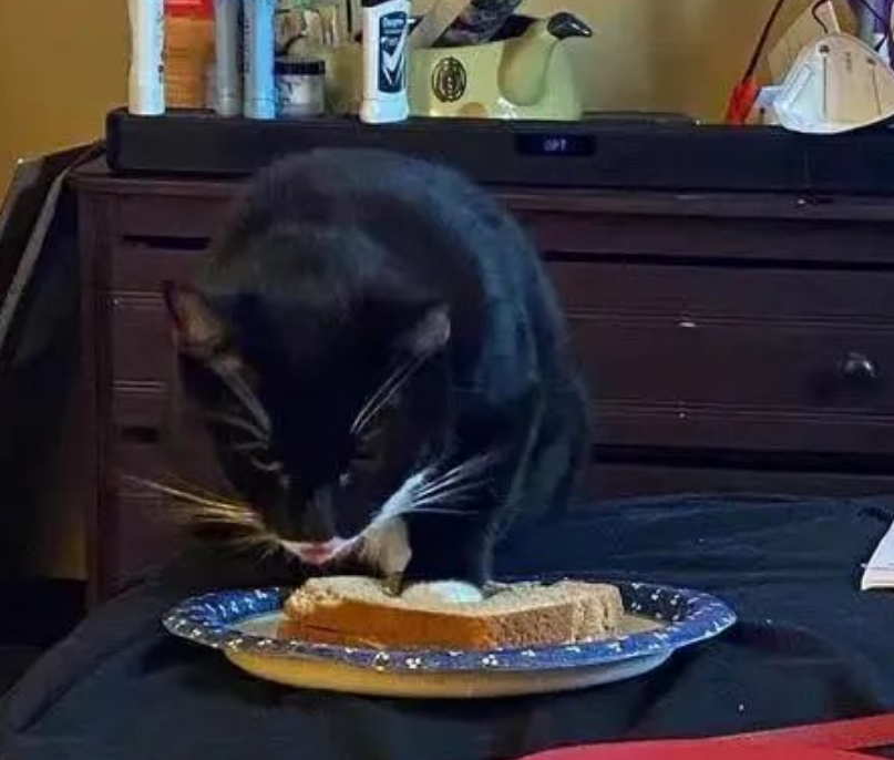 猫偷吃面包,网友没有生气,结果…走近一看:“真忍不了!” 猫偷吃面包,网友没有生气,结果…走近一看:“真忍不了!”