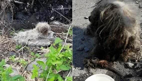 遭繁殖场丢弃的玛尔济斯犬四周流浪屎尿覆盖全身 遭繁殖场丢弃的玛尔济斯犬四周流浪屎尿覆盖全身