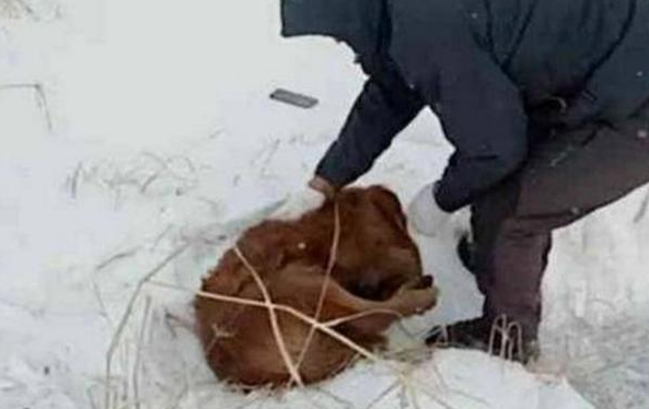 金毛忠诚守候主人十年,不问好出走,主人寻找时痛哭流涕 金毛忠诚守候主人十年,不问好出走,主人寻找时痛哭流涕