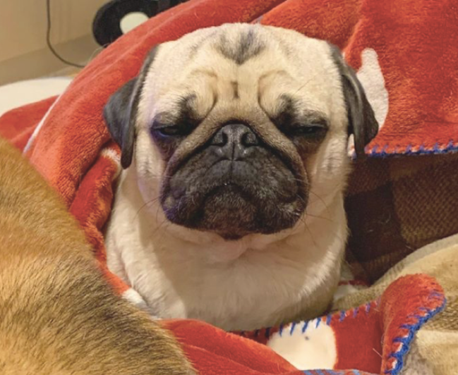 柴犬占了巴哥入睡的地区,它一副愁眉不展的小表情 柴犬占了巴哥入睡的地区,它一副愁眉不展的小表情