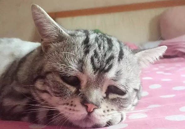 一只委屈猫走红网络 引发了网友的围观和热议
