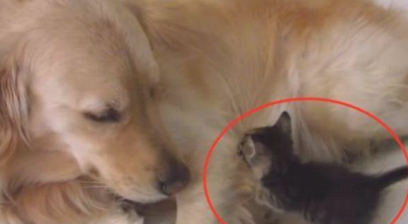 金毛狗狗爱捡物,此次捡了只小奶猫回家了,猫奴:怪不得跑那么利落 金毛狗狗爱捡物,此次捡了只小奶猫回家了,猫奴:怪不得跑那么利落