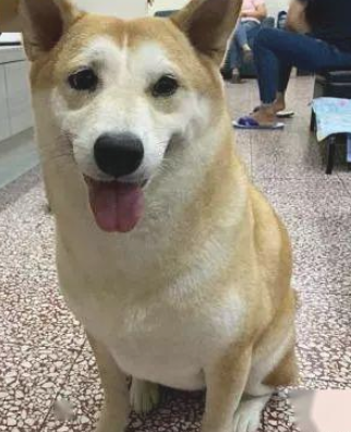 本来是柴犬却被误以为秋田,仅因奶奶怕它饿 本来是柴犬却被误以为秋田,仅因奶奶怕它饿