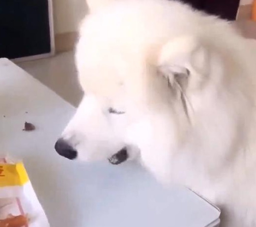 宠主在桌子放了俩吃的，让萨摩耶吃了后给猫咪送去一个，結果尴尬了