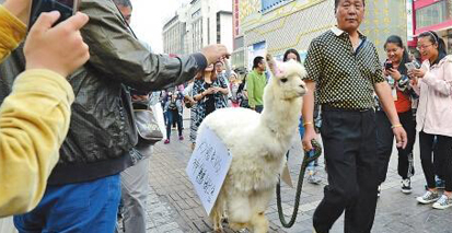 股民炒股被套牢 当街10万叫卖“神兽”——萌宠羊驼