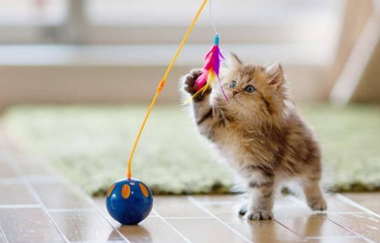 如何训练好小猫？这些技巧要掌握！