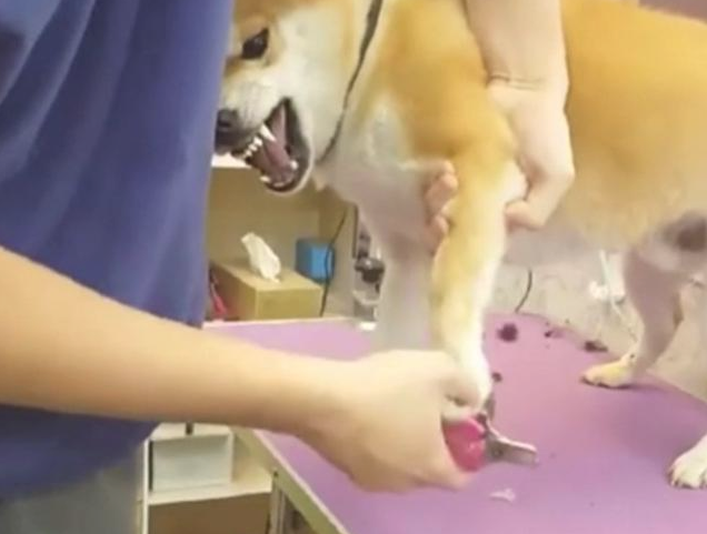 小宠物界奥斯卡最佳男艺人!授于连牙全是戏的柴犬,当之无愧! 小宠物界奥斯卡最佳男艺人!授于连牙全是戏的柴犬,当之无愧!