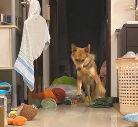 狗狗12点晚上不睡觉爽玩出轨,主人一看傻眼了 狗狗12点晚上不睡觉爽玩出轨,主人一看傻眼了