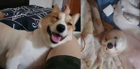 同样是等，主人看着狗狗两张对对比感慨：它变了