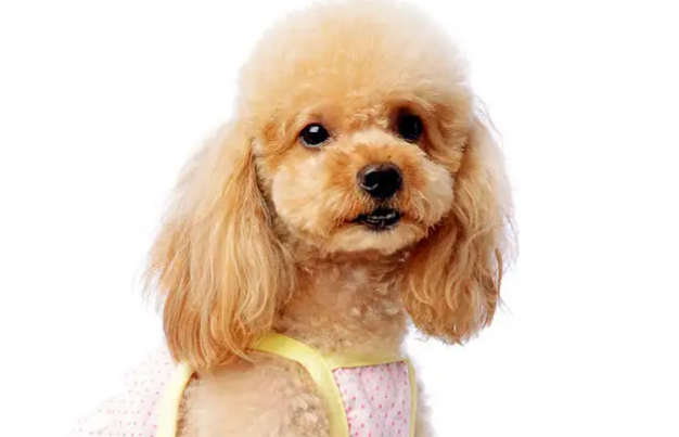 家有泰迪犬?这篇文章得收藏! 家有泰迪犬?这篇文章得收藏!