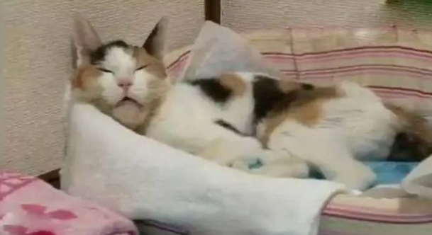 20岁老猫患舌癌被医生判死刑，主人却不肯放弃，4个月后…奇迹出现了！