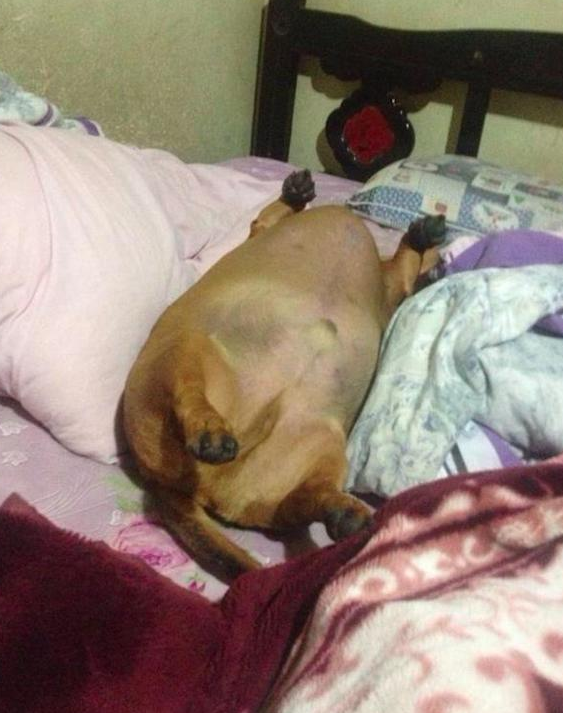 腊肠犬吃得过胖，长恶性肿瘤主人也没发觉，看它离去也释怀了：解脱了