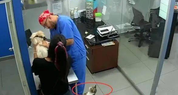 主人家带小狗去接种疫苗,猫咪认为狗哥被欺负,立即怀着医生咬 主人家带小狗去接种疫苗,猫咪认为狗哥被欺负,立即怀着医生咬
