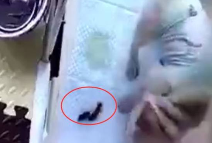 狗狗从不拉大便,可看过监管后,主人马上崩溃了 狗狗从不拉大便,可看过监管后,主人马上崩溃了