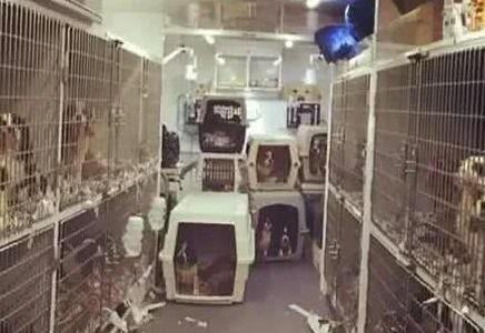 狗狗流出哀求的眼泪，背后内情让人脸红羞愧！