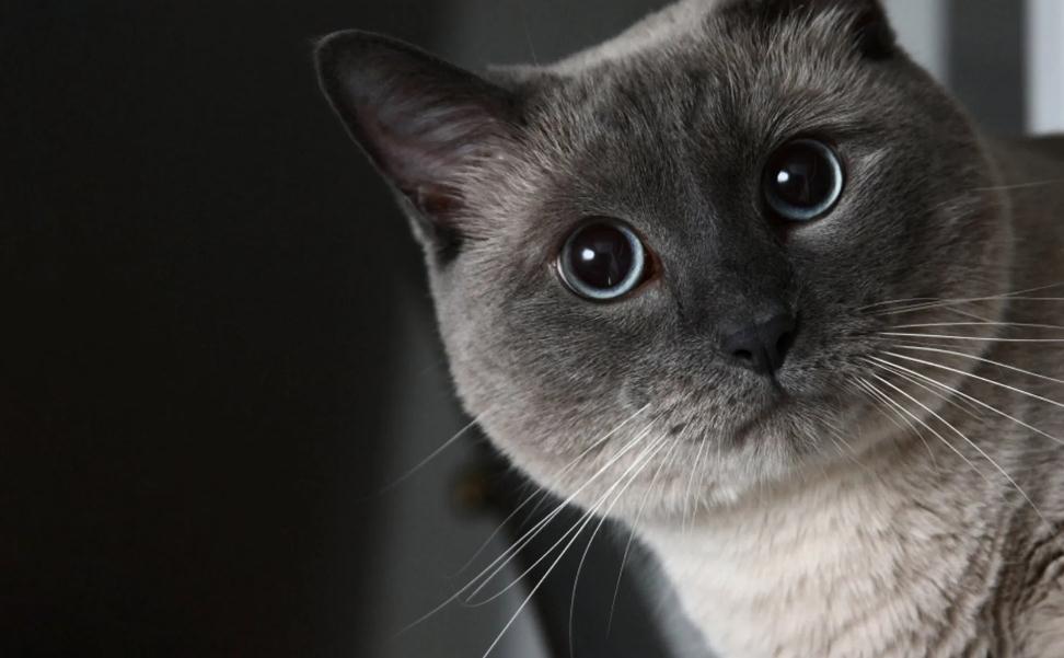猫咪睡觉后腿不受控制的颤抖是什么原因
