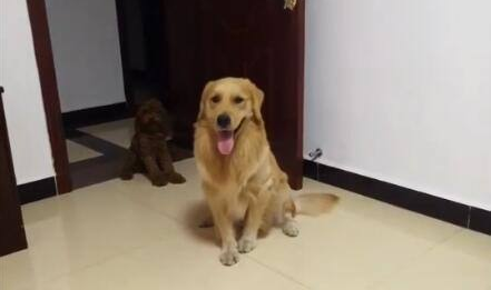 馋嘴的金毛每一次主人叫吃饭,都是会把伙伴关在门口,怪不得那么胖