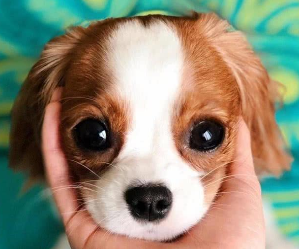 超迷你小猎犬拥有水汪汪大眼逆龄童颜让网友全融化 超迷你小猎犬拥有水汪汪大眼逆龄童颜让网友全融化