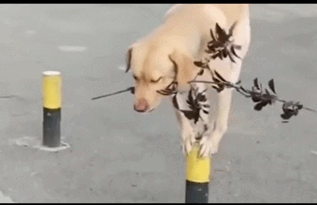 狗狗看了杂技表演表演后，回家的路上就刚开始效仿，还成功了，掌握较快啊