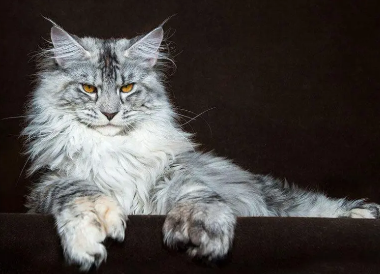 猫咪总是像卡嗓子一样咳怎么办 猫咪总是像卡嗓子一样咳怎么办