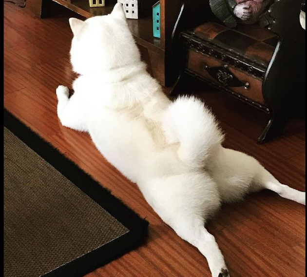 柴犬趴在地上纳凉，外露了它饱满的小屁屁，看上去真的是妖媚啊！