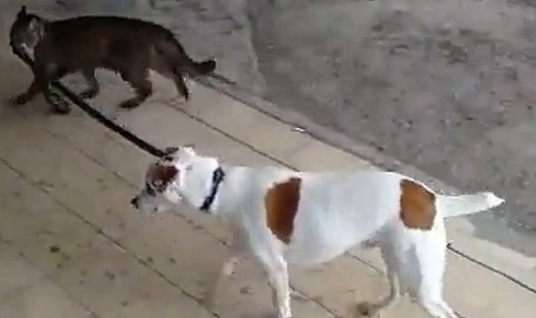 宠物猫为主人全权代劳 每天帮助遛狗