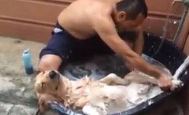 男人给金毛洗澡时，另一只在旁边看见，主人见到金毛的神情笑了