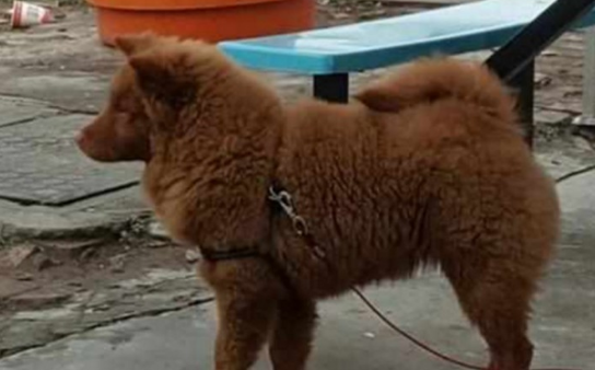 家里狗狗“相貌不凡”,吓得左邻右舍害怕行走,身后缘故令人哈哈大笑 家里狗狗“相貌不凡”,吓得左邻右舍害怕行走,身后缘故令人哈哈大笑