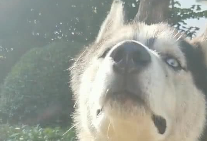 哈士奇被送至乡村当看门犬,三个月后,主人家再见了时禁不住高声痛哭流涕 哈士奇被送至乡村当看门犬,三个月后,主人家再见了时禁不住高声痛哭流涕