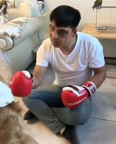 主人欺压金毛不容易拳击,给金毛携带拳套之后,挨打得头破血流 主人欺压金毛不容易拳击,给金毛携带拳套之后,挨打得头破血流