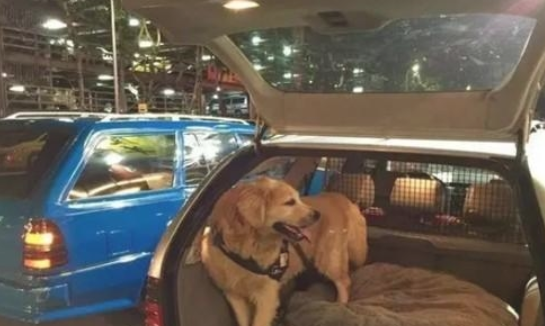 主人骑自行车带狗狗玩儿,狗狗看不上跑到他人车里,看得车主啼笑皆非 主人骑自行车带狗狗玩儿,狗狗看不上跑到他人车里,看得车主啼笑皆非